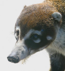 Irazu_Volcano_Coati_Mundi040128-0857a