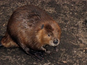 sm_beaver_beg