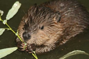 beaver