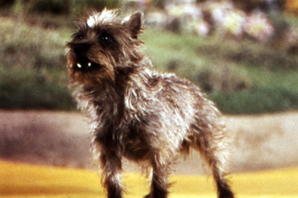 Hollywood Plans a “Wizard of Oz” Remake And You Know It’s Already a Very, Very Bad Idea