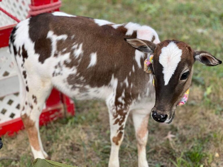 Kennedy Center Claiming “Sold Out” Shows While Giving Away Tickets, Can’t Sell Seats to Christmas Show Even Adding Animals